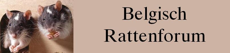 Belgisch rattenforum